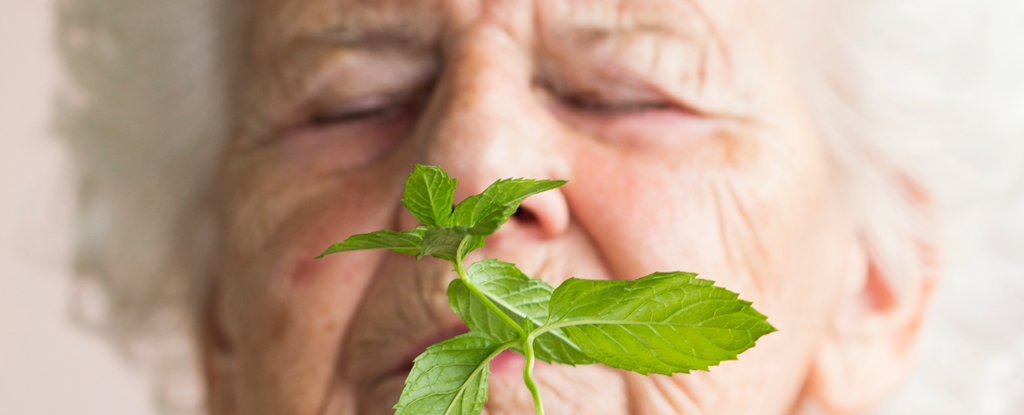 Se descubre en ratones una conexión inesperada entre el mentol y el Alzheimer: ScienceAlert