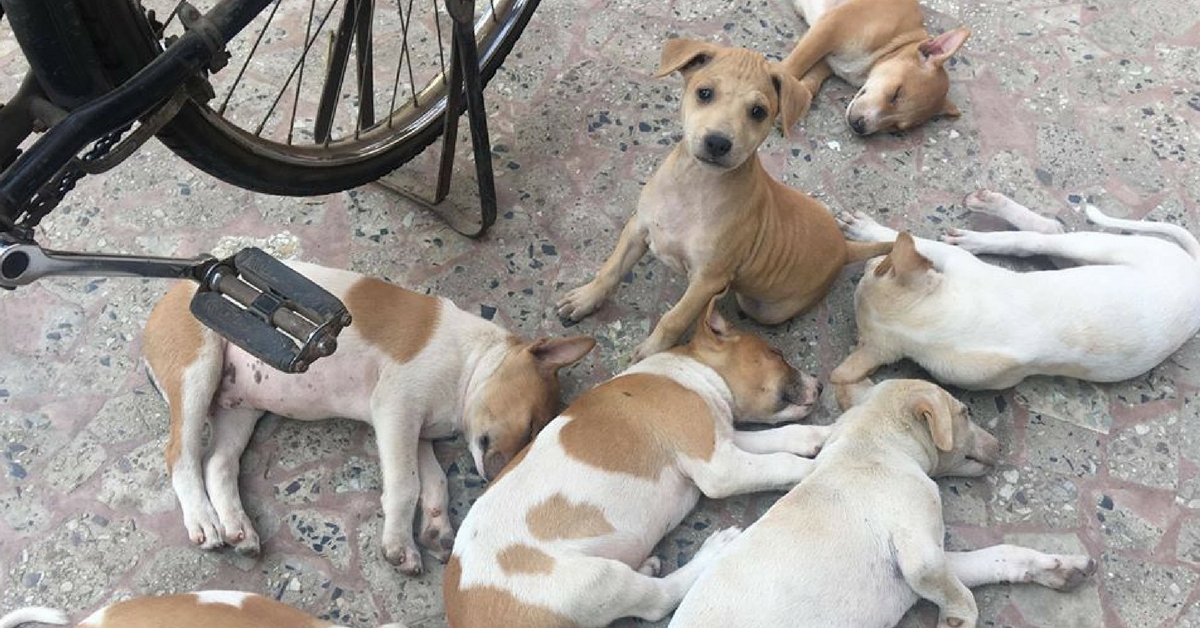 Todos los animales son ‘personas jurídicas’, declara el tribunal: esto es lo que significa