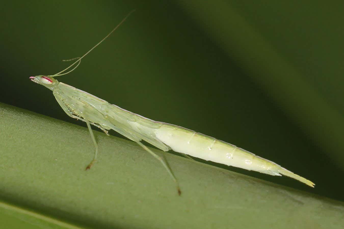 Un extraño bulto en el pecho de la mantis religiosa es en realidad la lengua más extraña del mundo