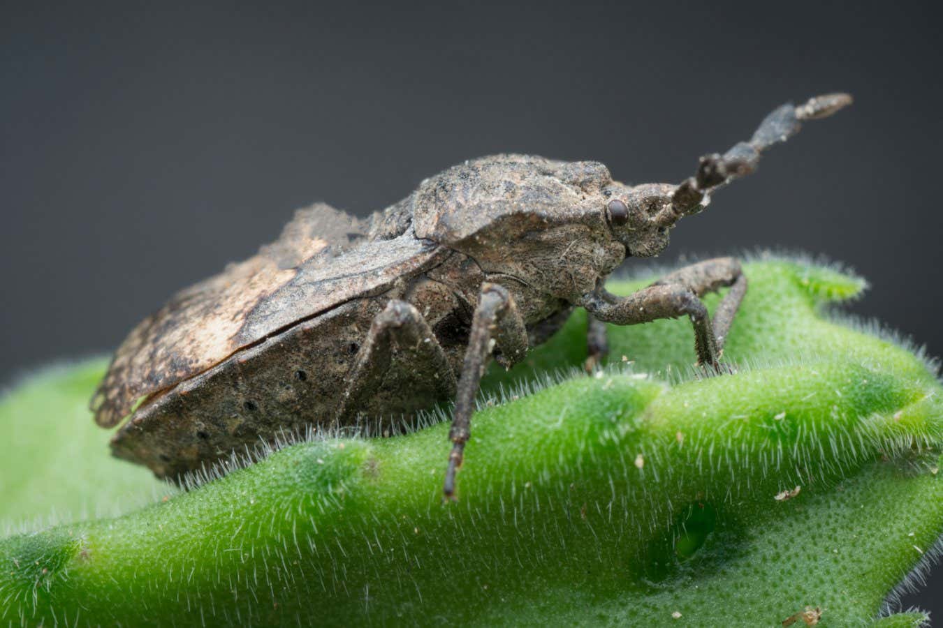 Las chinches apestosas cultivan un jardín de hongos en sus patas para combatir las avispas parásitas
