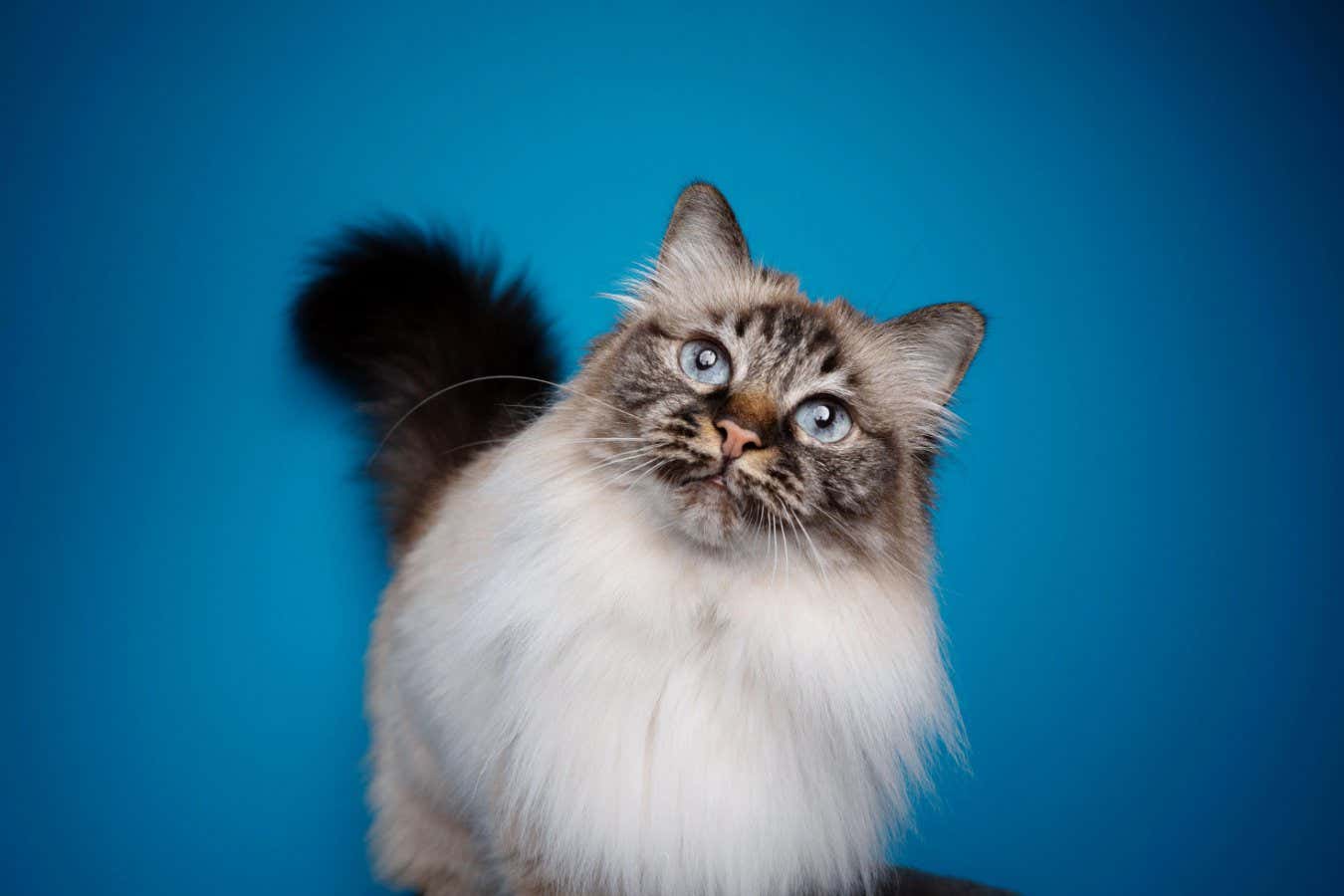 Un estudio sobre la esperanza de vida revela las razas de gatos más longevas
