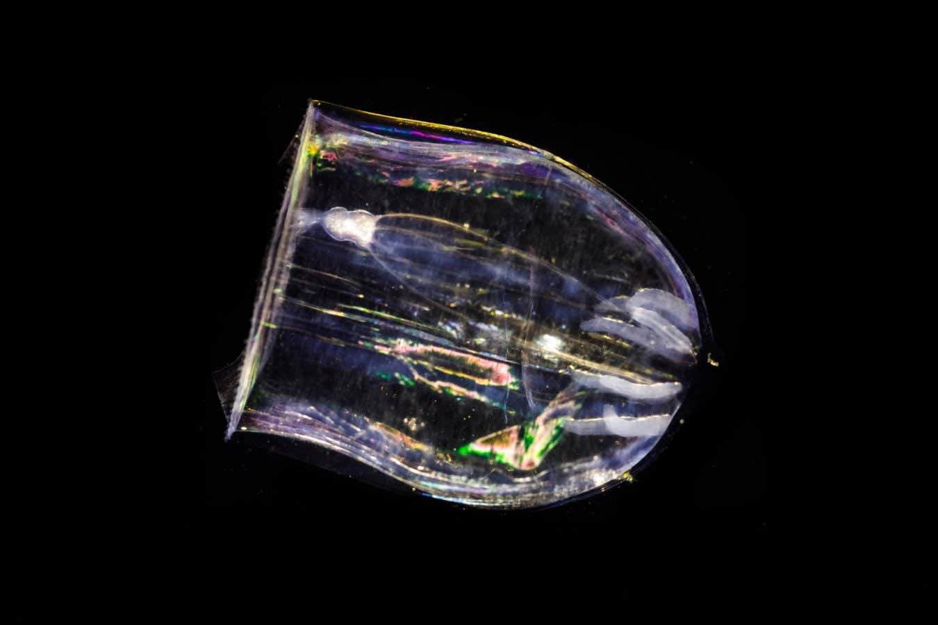 Una enorme invasión de medusas podría alterar los ecosistemas del Ártico a medida que las aguas se calientan