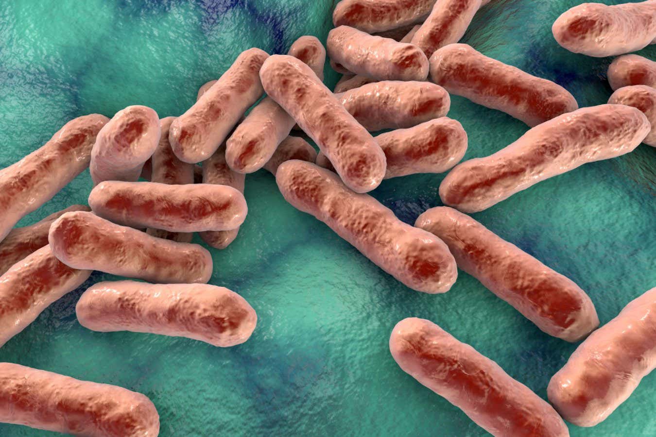Las bacterias que causan el acné pueden tratar la caspa restableciendo el microbioma del cuero cabelludo