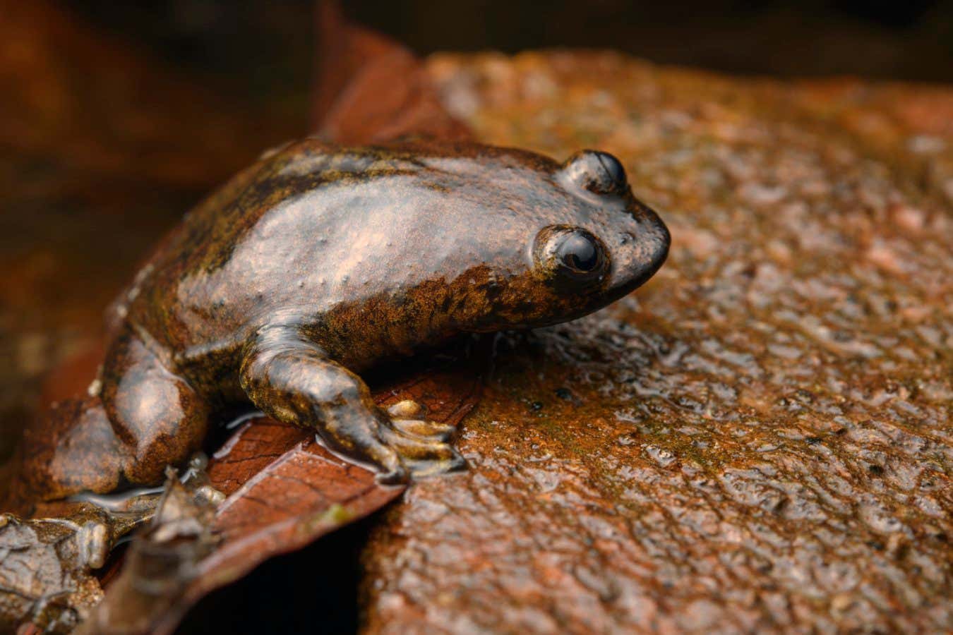 Después de todo, la única especie de rana sin pulmones del mundo sí tiene pulmones