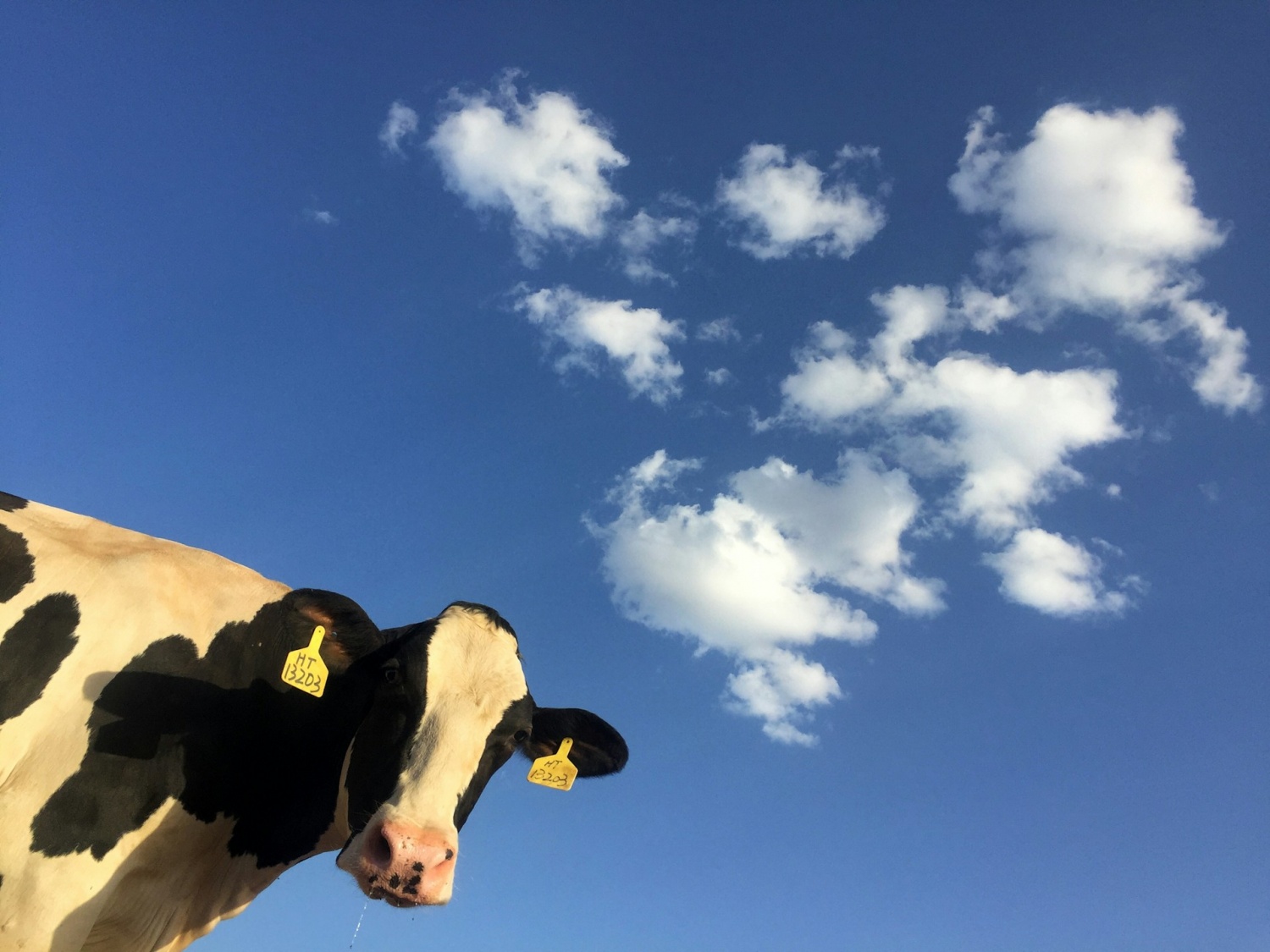 Brote de gripe aviar: Es posible que la leche de vaca ya no sea comestible tras la detección del patógeno de la gripe aviar en el ganado lechero de Colorado