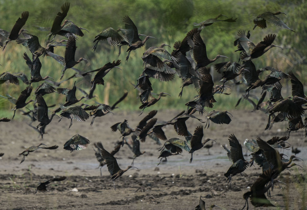 El estudio de las aves puede ayudar a comprender el creciente peligro de las turbulencias de los aviones, dicen los expertos