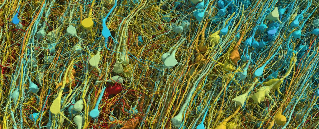 Imágenes sorprendentemente detalladas revelan un solo milímetro cúbico del cerebro humano en 3D: ScienceAlert