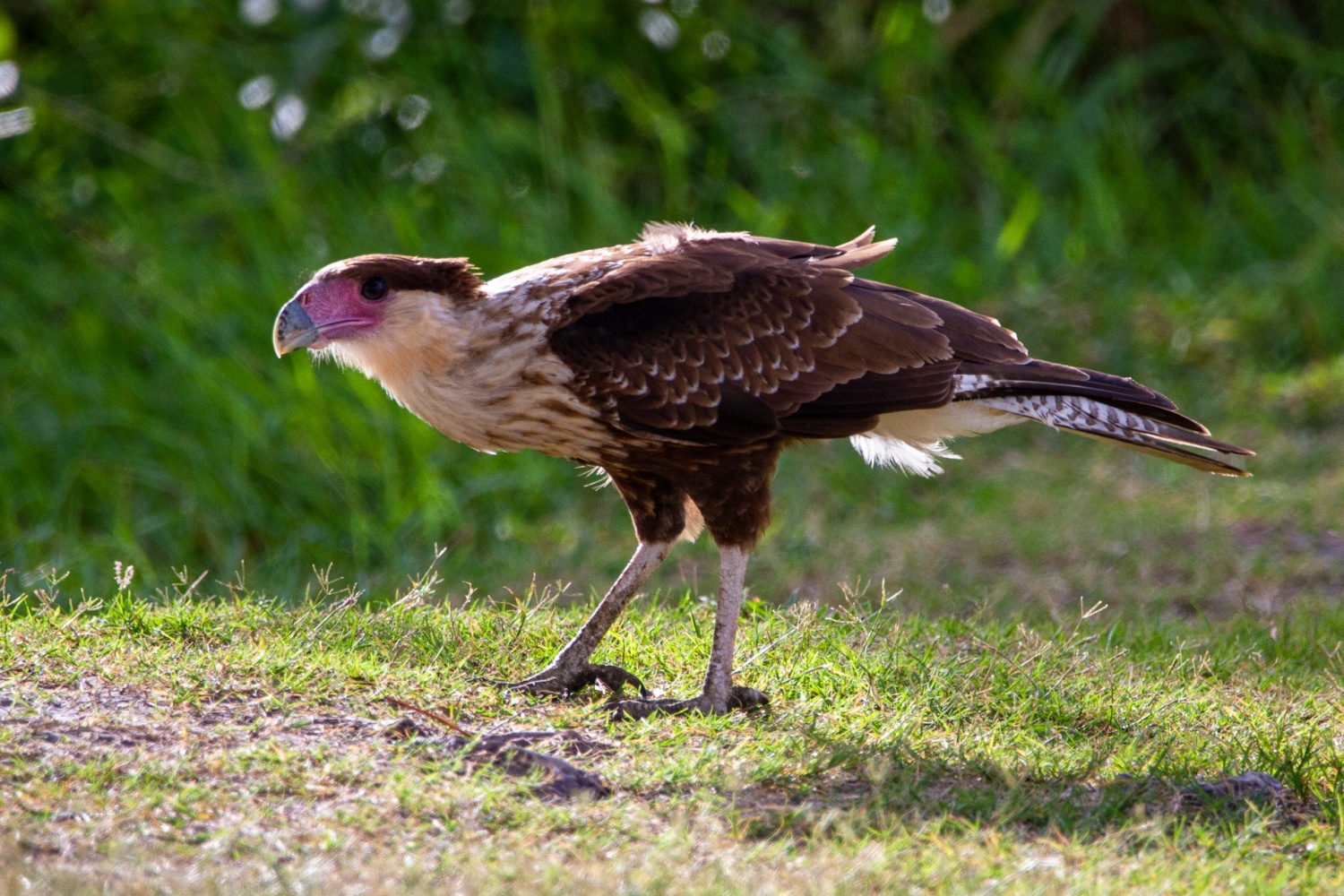 Chimango Caracaras rompe el molde con deberes de crianza compartidos en Raptor World