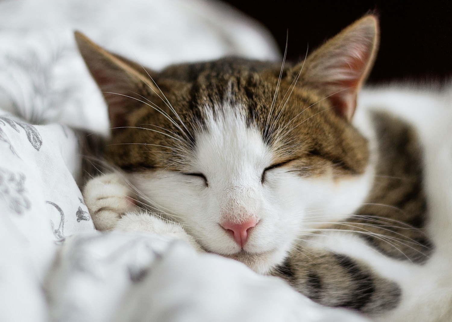 Los sueños con gatos son “reales”, pero ¿podemos determinar cuáles son?