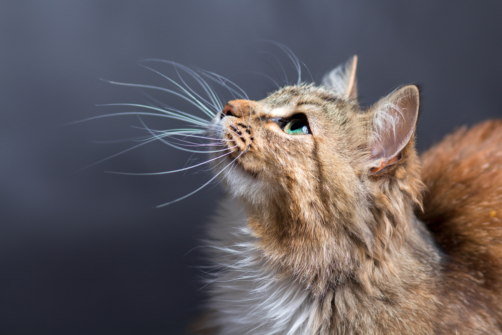 Los bigotes de los gatos les ayudan a navegar y pueden decirnos cómo se siente un gato