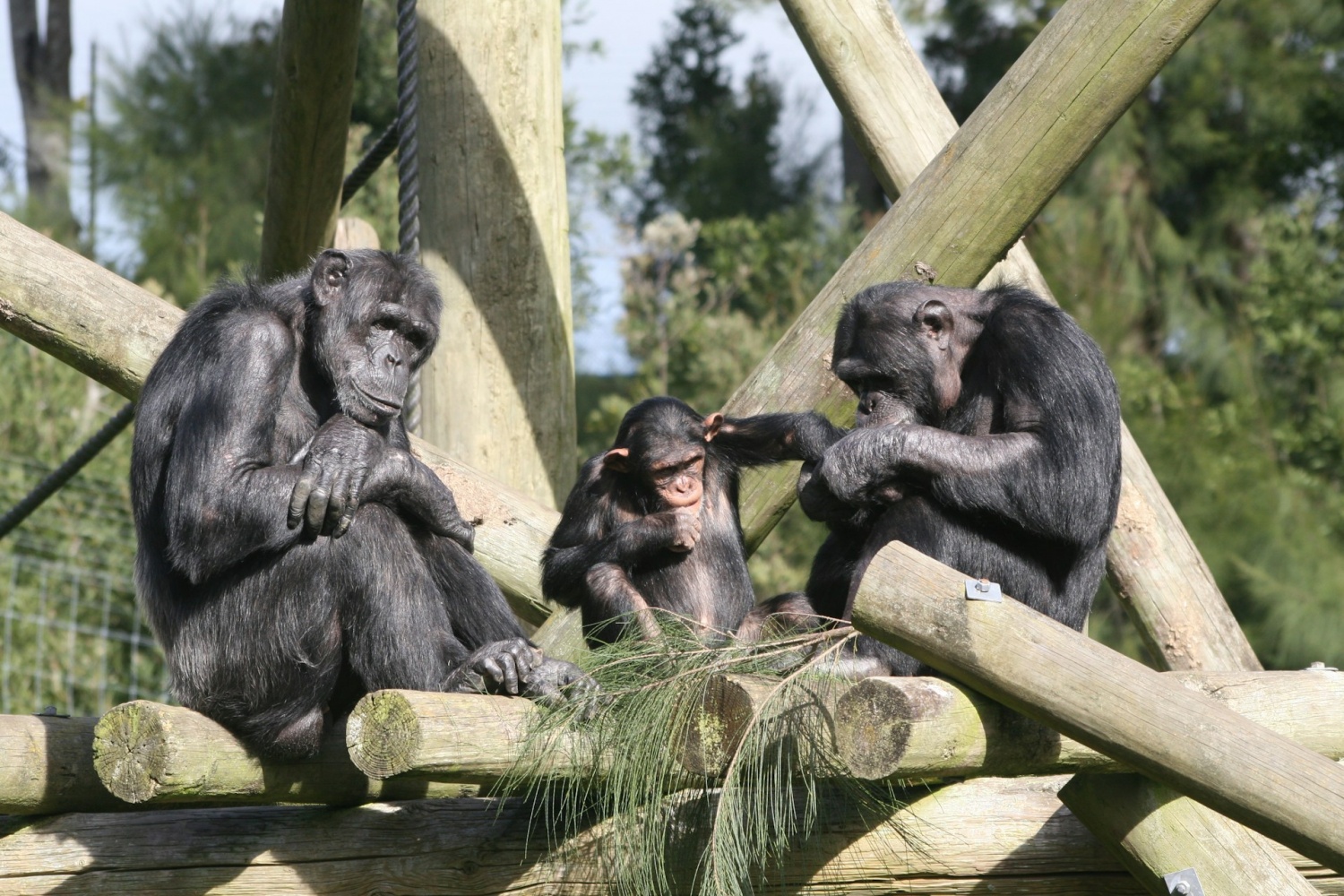 Comportamiento de los chimpancés: las guerras entre chimpancés muestran que el asesinato y la violencia no son exclusivos de los humanos [Report]