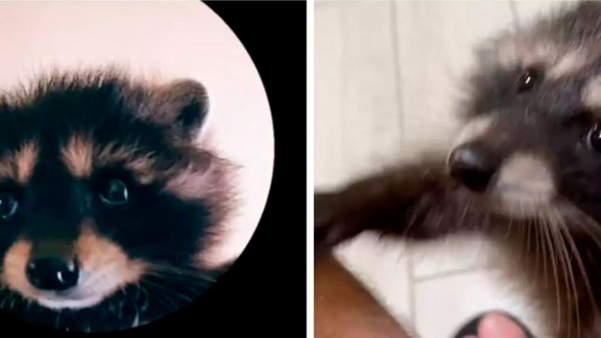 Pedro, Pedro, Pedro… ¿cuál es el origen del mapache más famoso de redes?