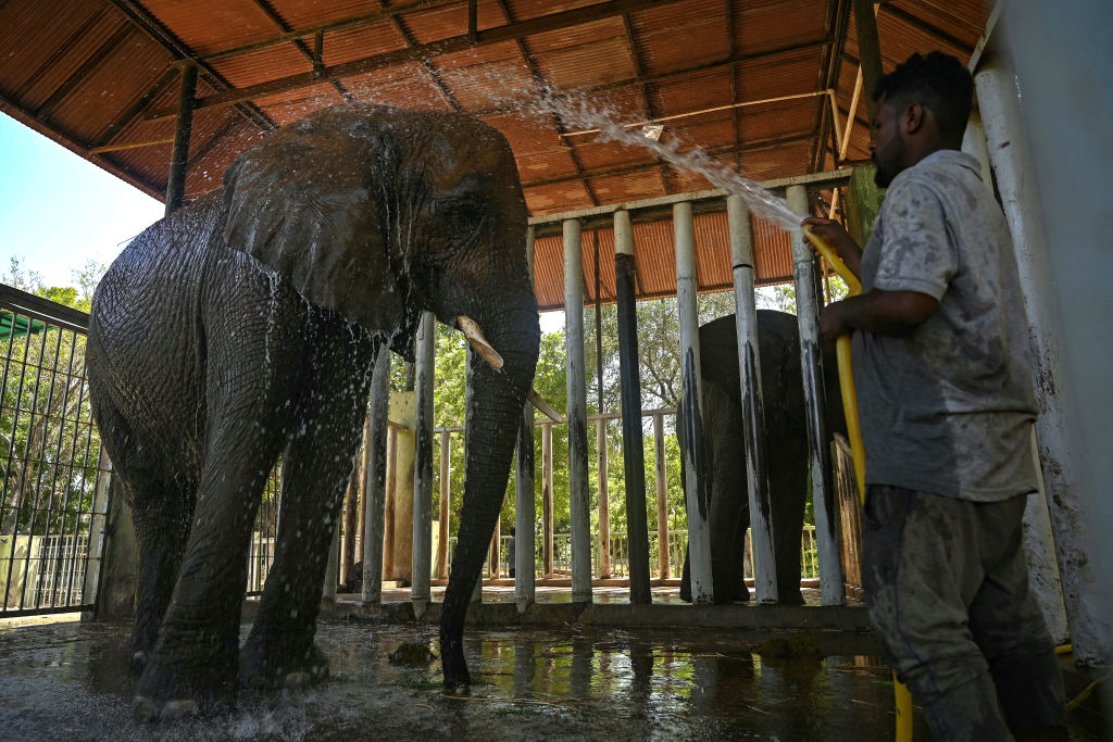 Los antiguos cazaban elefantes extintos en Chile, según un estudio