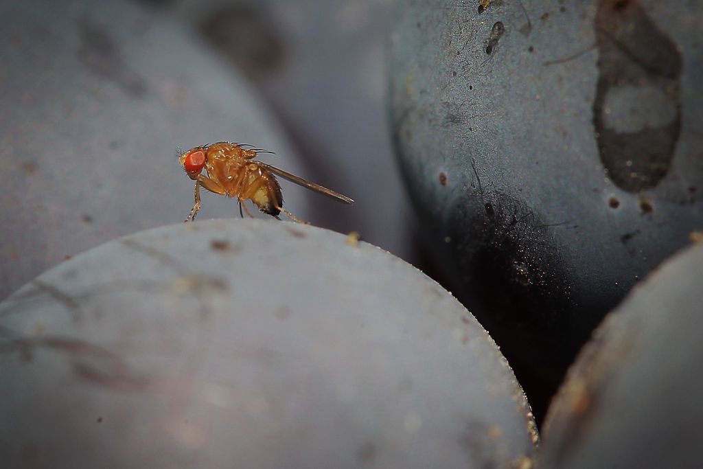 Una enzima revolucionaria procedente de los testículos de la mosca de la fruta podría ser la clave para controlar los insectos portadores de enfermedades