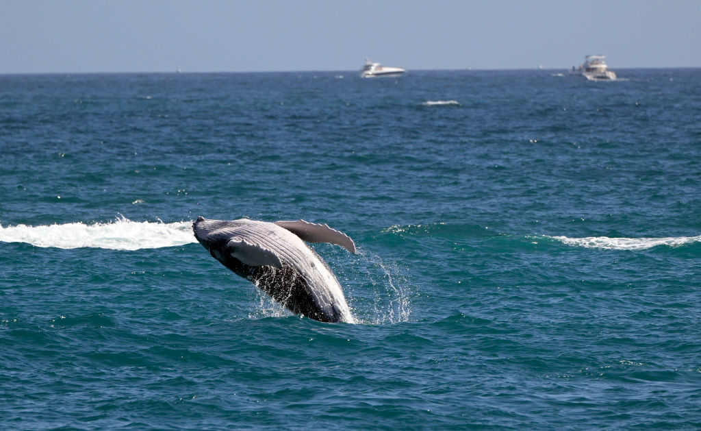 5 Cómo las perturbaciones humanas amenazan a las madres animales en la vida silvestre