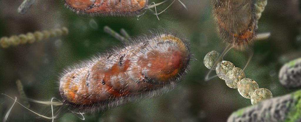 Los cambios en las bacterias intestinales podrían ayudar a explicar el éxito de las dietas de estimulación proteica: ScienceAlert
