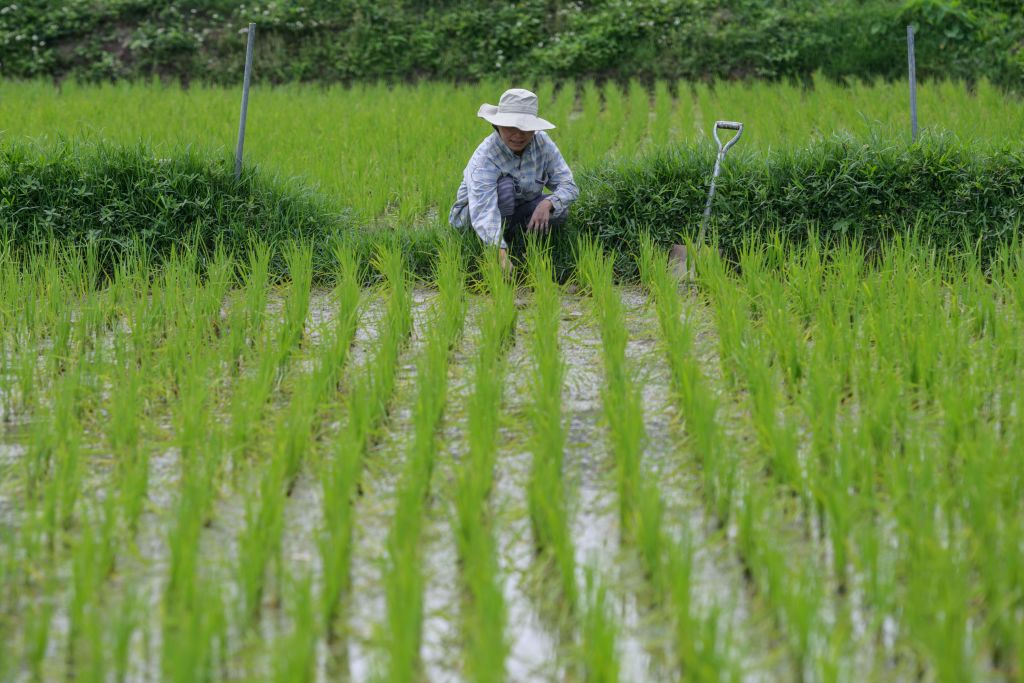 Científicos de Hong Kong reviven variedades de arroz latentes para fortalecer la seguridad alimentaria