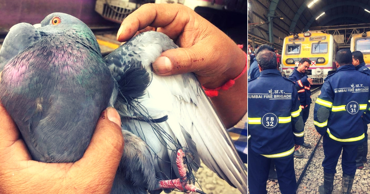 ¡El salvavidas de Mumbai se detiene durante cinco minutos para salvar una paloma!