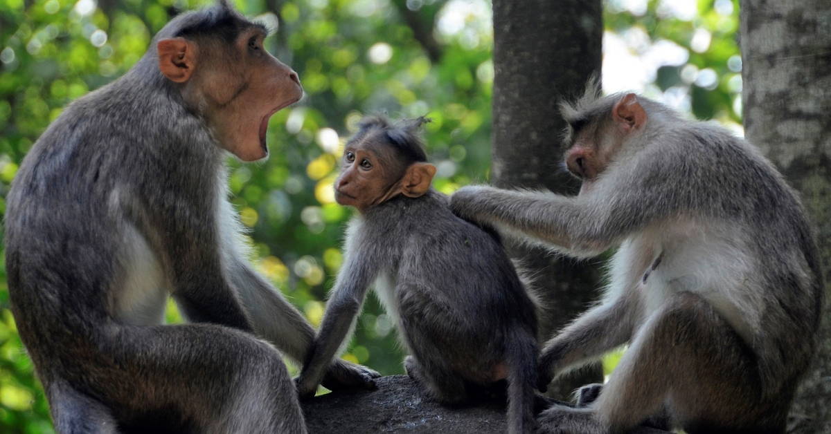 Odisha planea un futuro fructífero para sus monos y plantará 1 lakh de árboles frutales
