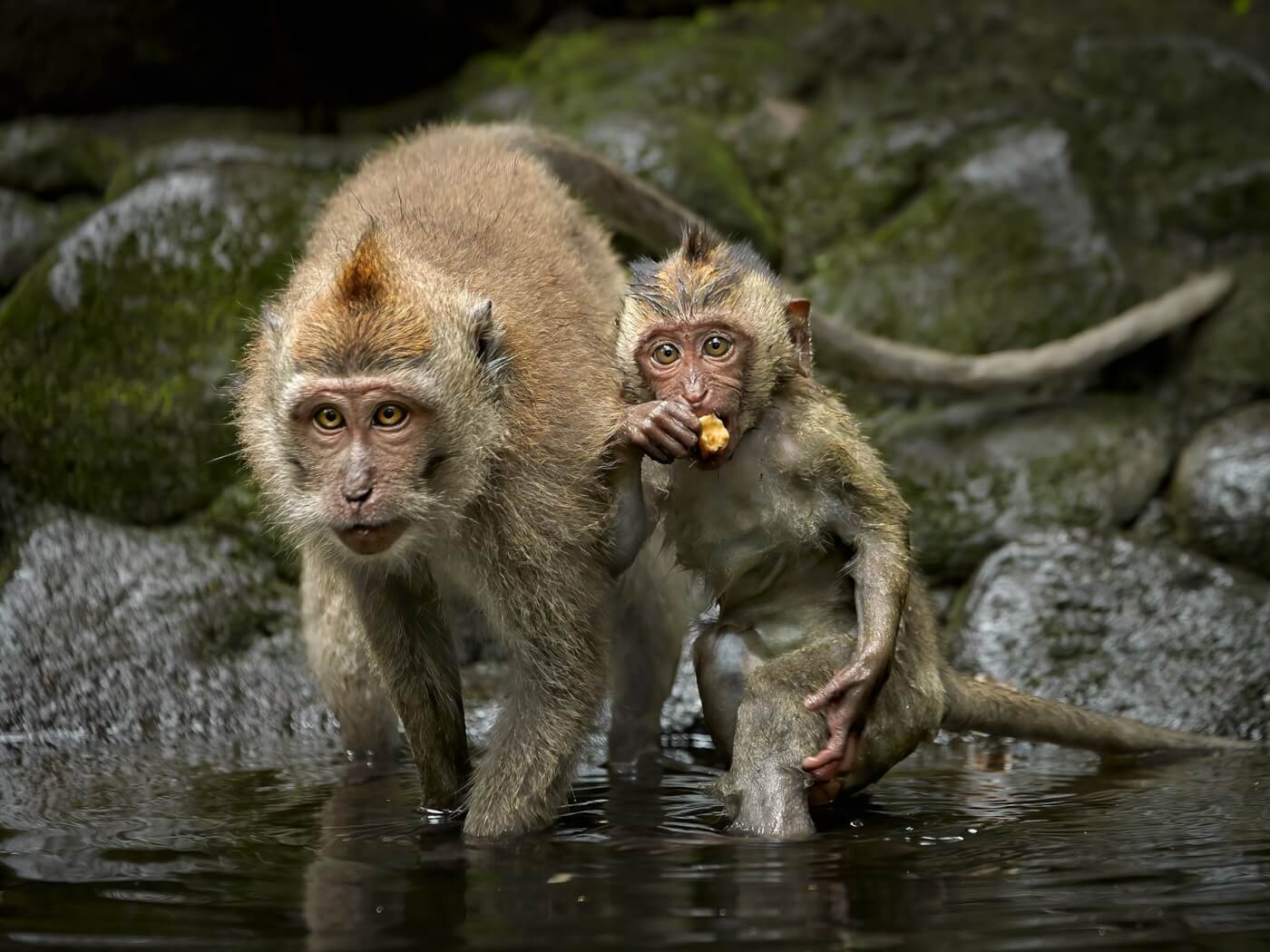 PETA Exposé: Experimentador de Harvard confabulado con la prisión de primates Alpha Genesis