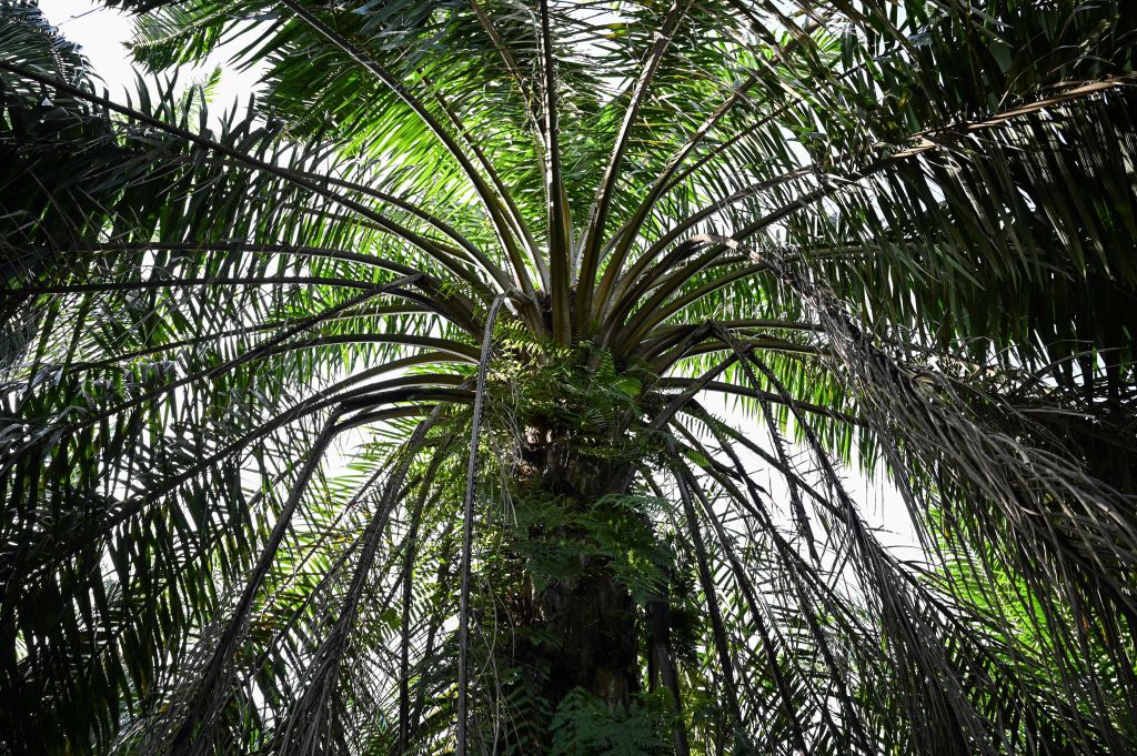 De las plantaciones a la contaminación: las palmas aceiteras provocan el deterioro aguas abajo, según encuentran los investigadores
