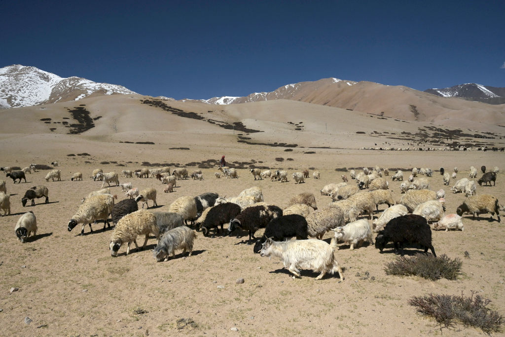 El descubrimiento de pequeños animales que caminaron por la Tierra después de la extinción de los dinosaurios proporciona pistas sobre la diversificación de los mamíferos