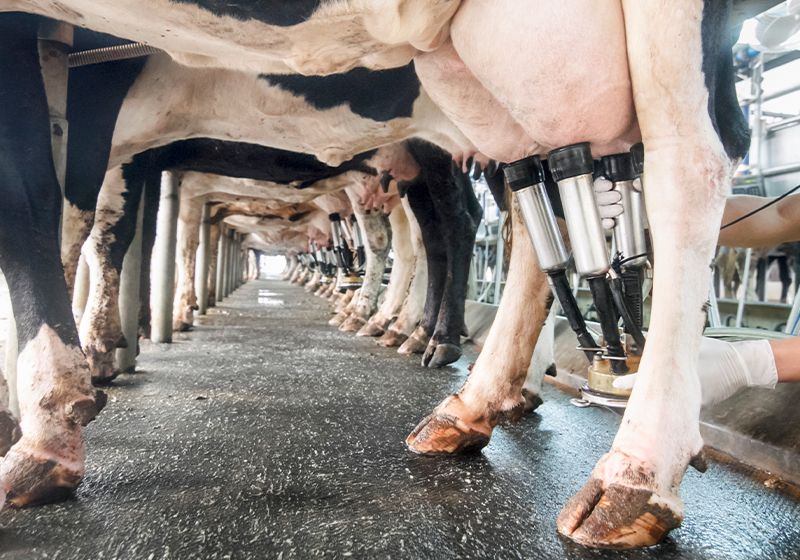 Descifrando el patrón inusual de los síntomas de la gripe aviar en las vacas