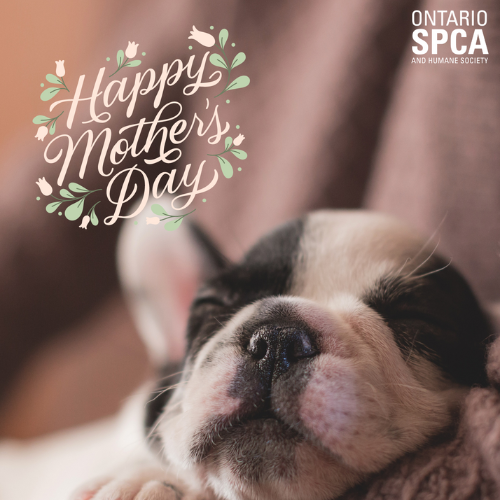 5 maneras de celebrar a tu mamá amante de los animales