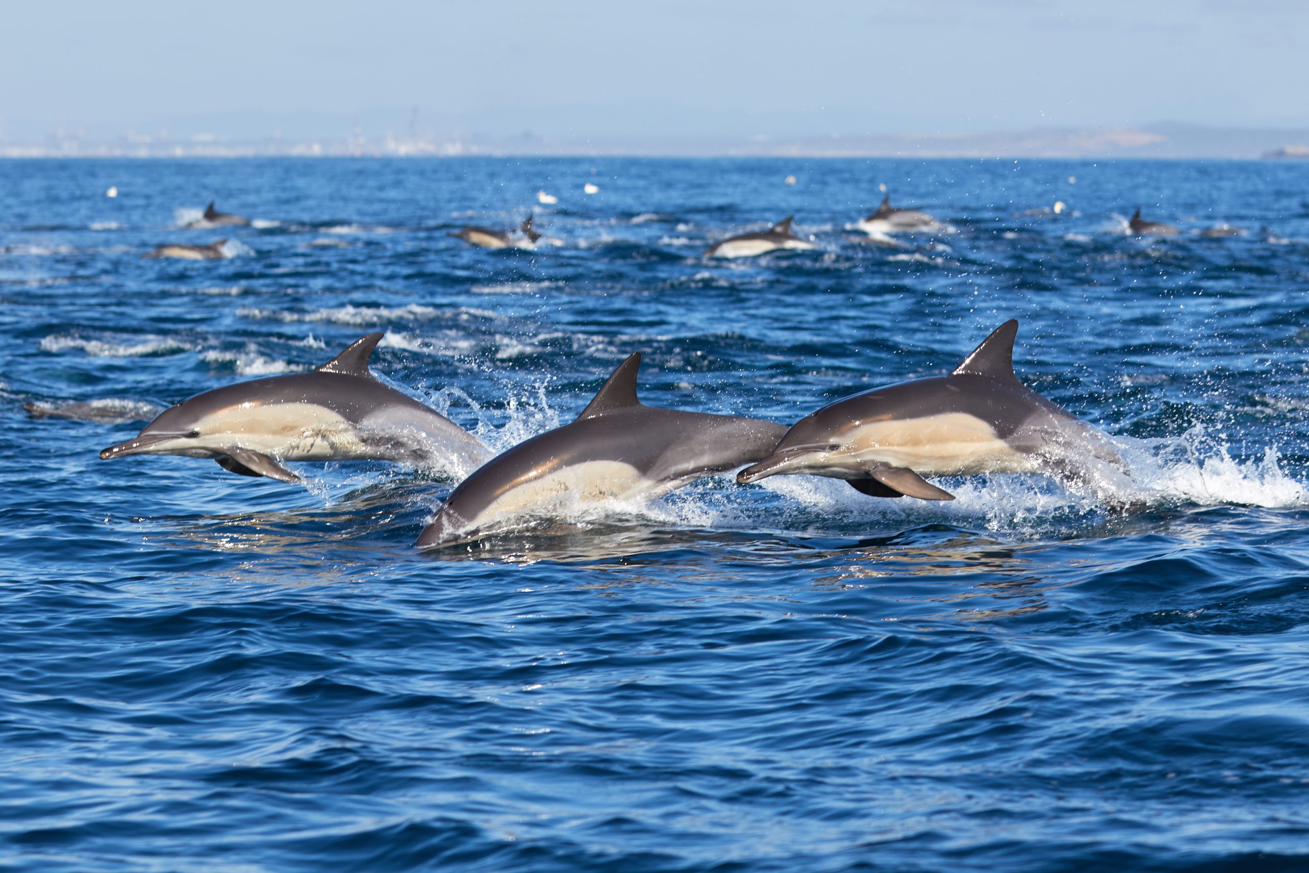 Al igual que los humanos, las manadas de delfines tienen estructuras sociales complejas