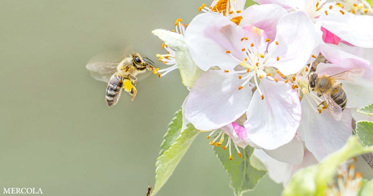 Cómo la misión de una mujer de ‘reforestar’ los espacios urbanos está salvando a las abejas nativas