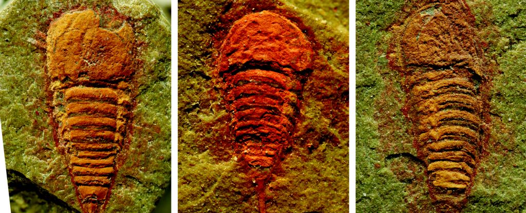 Descubrimiento sorpresa revela el primer ancestro conocido de escorpiones y arañas: ScienceAlert