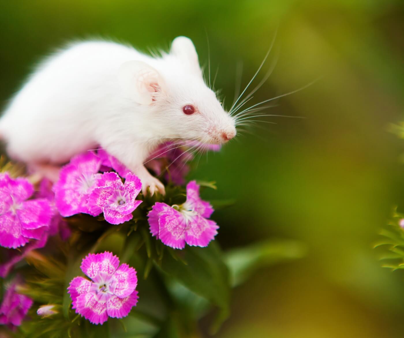 El grupo de científicos de PETA gana un importante premio por su trabajo contra el sesgo en la experimentación animal