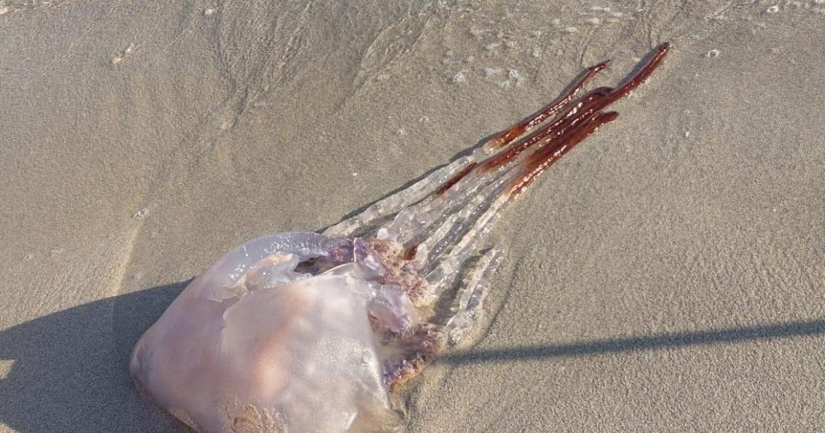 Medusas gigantes acechan en las Baleares
