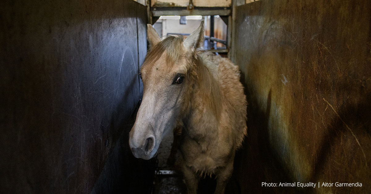 Una última investigación de Igualdad Animal descubre caballos golpeados y sacrificados para obtener carne en España