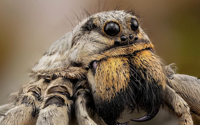 Una mirada más cercana – Noticias Gaceta Costa Tropical