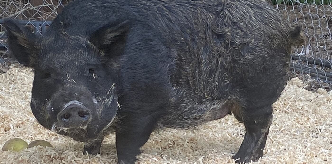 Amy Swinehouse dice: ‘No, no, no’ a los anuncios de animales de Craigslist