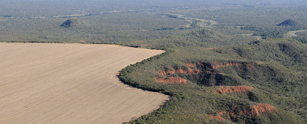 Los desiertos áridos están devorando los pastizales de la Tierra, amenazando a miles de millones: ScienceAlert