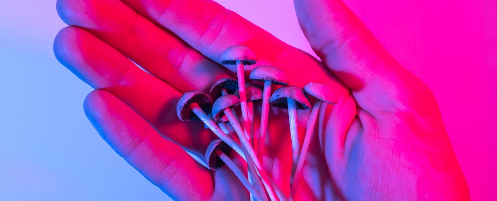 Algo alarmante sucede cada vez que se despenalizan los hongos mágicos: ScienceAlert