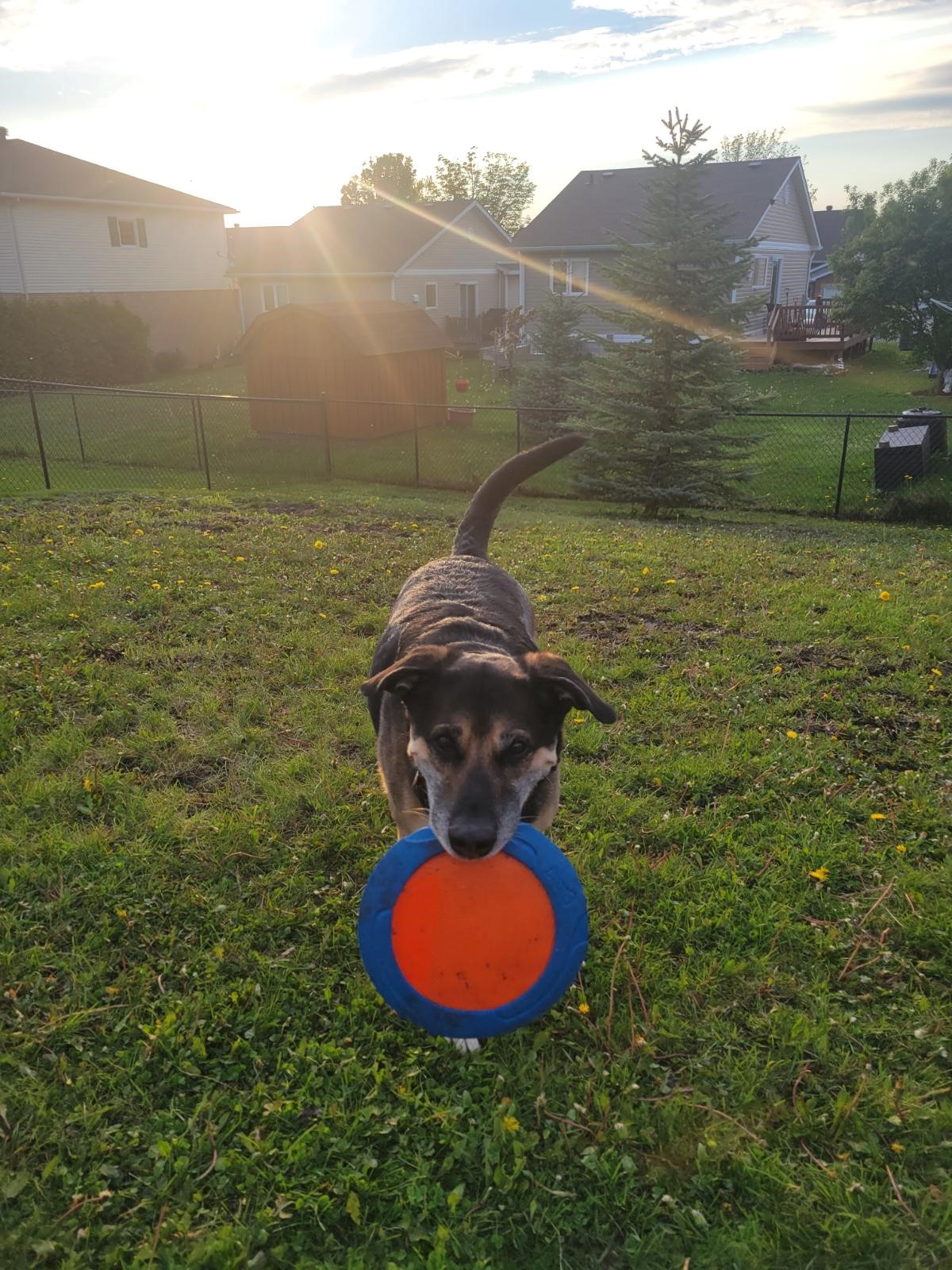 Mantener a las mascotas frescas durante el clima caluroso del verano