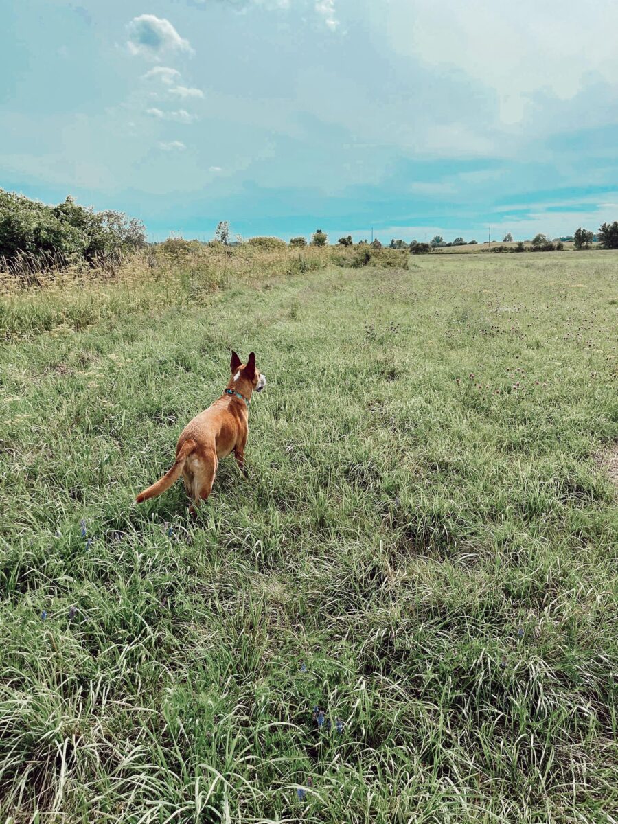 Cuatro bichitos a tener en cuenta este verano con tus mascotas