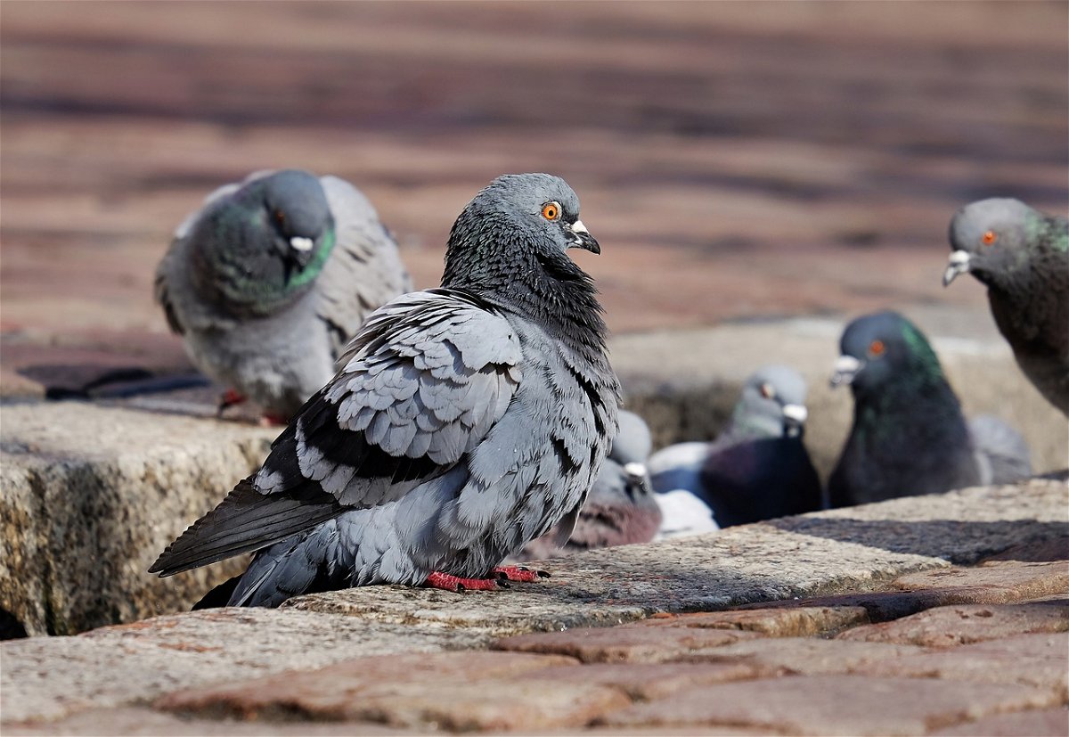 Control de natalidad para palomas « Euro Weekly News