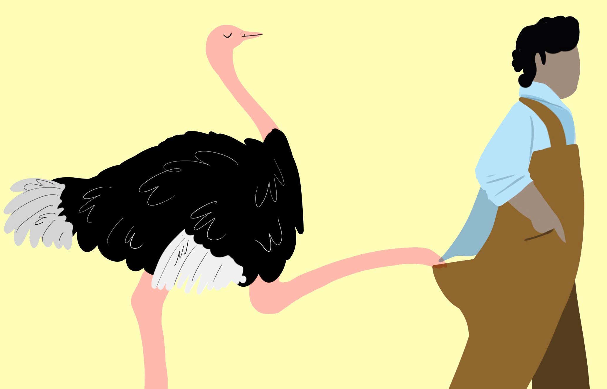 Los peligros de los avestruces enamorados al iniciar una granja de avestruces