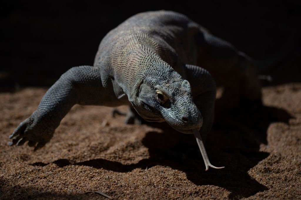 Animales solitarios: 6 especies que prefieren quedarse solas en la vida silvestre, desde el ornitorrinco hasta el leopardo de las nieves