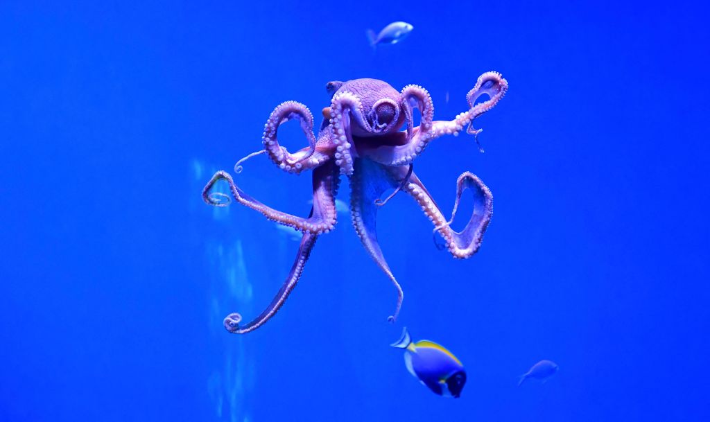 Un raro pulpo rizado cambia de color mientras regresa al océano en Gales