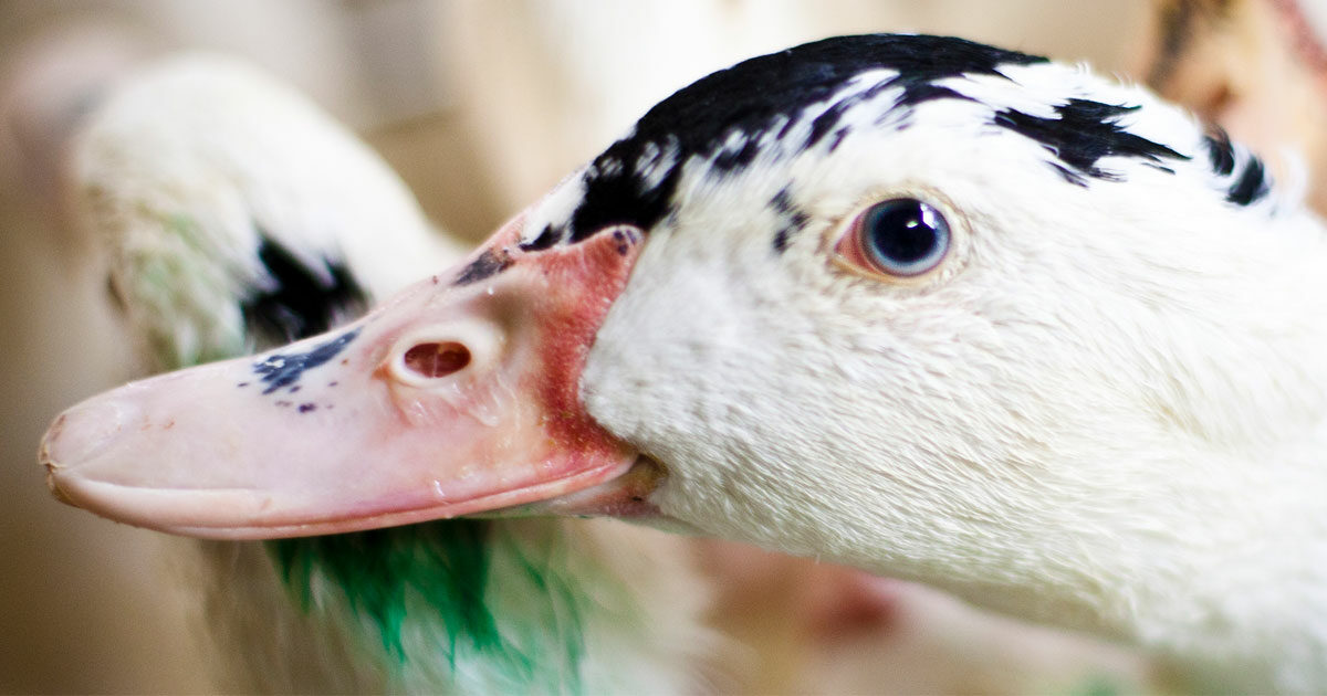 El Partido Laborista del Reino Unido prohibirá las importaciones de foie gras si es elegido
