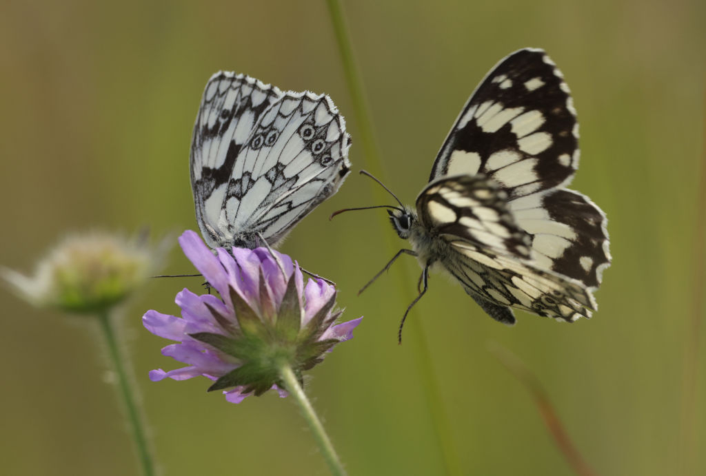 Albania es testigo de una tendencia preocupante a medida que el cambio climático y la destrucción del hábitat provocan una rápida disminución de la diversidad de mariposas