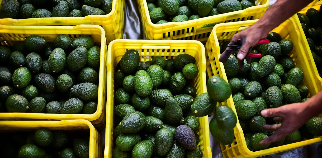 Los aguacates son una exportación de ‘oro verde’ para México, pero cultivarlos está dañando los bosques y las aguas