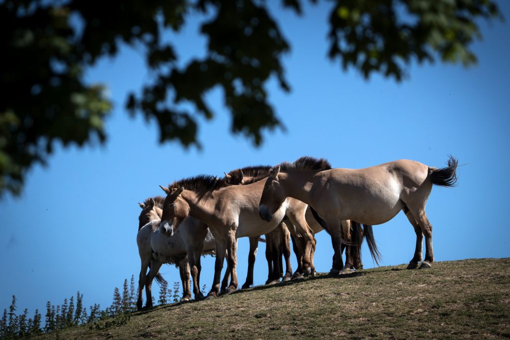 Los caballos Przewalski regresan al hábitat nativo de Kazajstán después de décadas