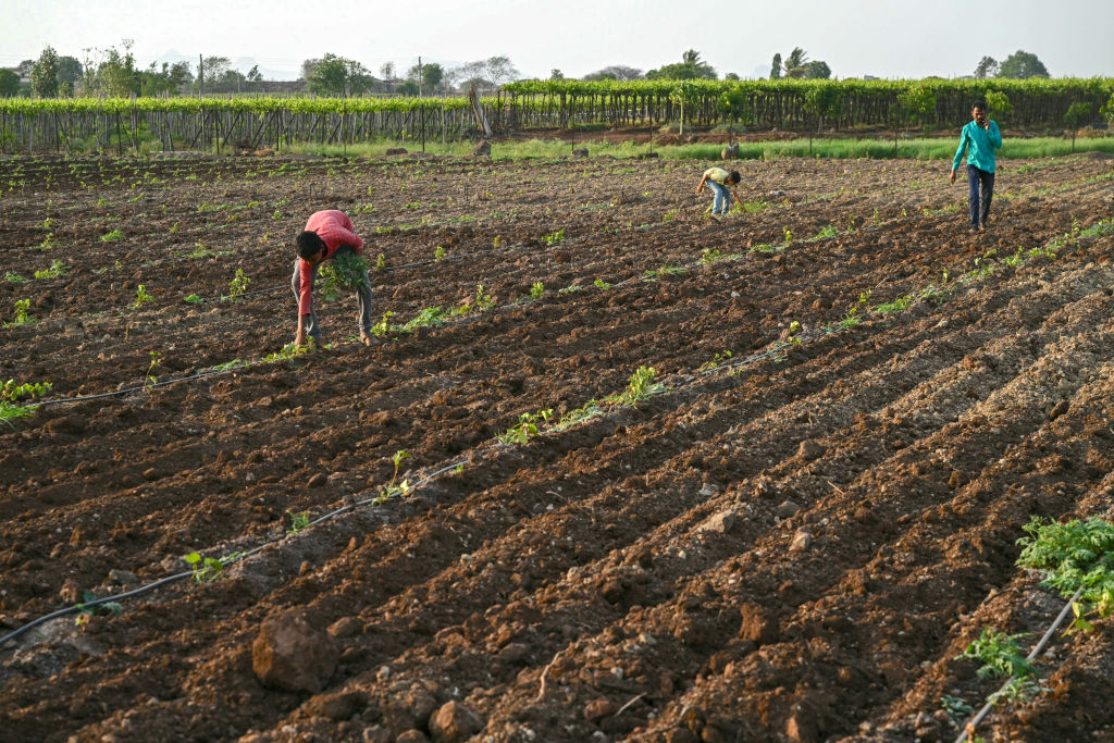 Monzones erráticos en la India: los agricultores luchan por adaptarse debido al cambio climático