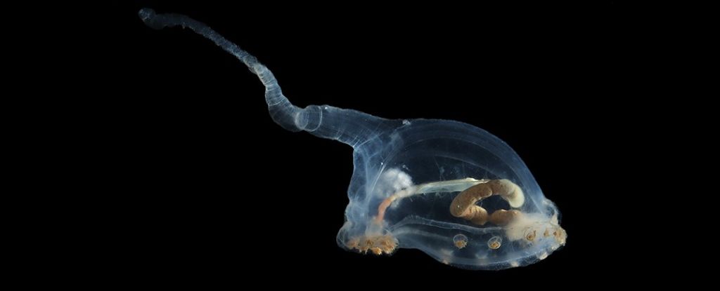 Especies de aspecto alienígena vistas por primera vez en las profundidades más oscuras del océano: ScienceAlert